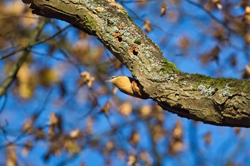 Ein Kleiber läuft in Herbst auf einem Ast bei Sonnenschein und blauem Himmel, Sitta europaea