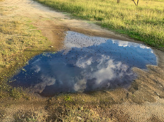 Puddle with flock of birds reflected.