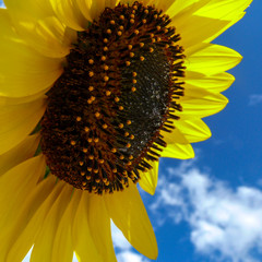 Sunflower (Helianthus annuus)