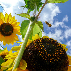 Sunflower (Helianthus annuus)