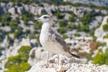 Portrait of seagull.