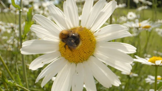 Bumblebee collecting pollen nectar from blooming daisy flower blossom