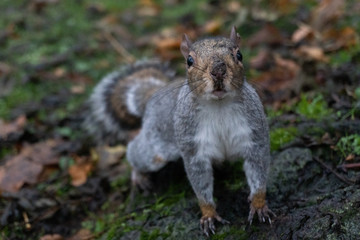 British Curious Grey Squirrel Looking At Camera