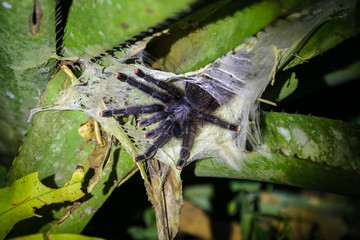 Tarantula spider on the plant. Jungle, Tambopata, Peru.