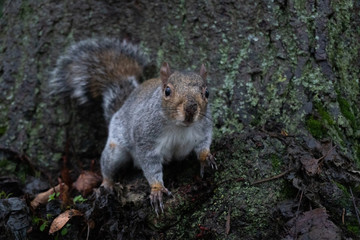 British Curious Grey Squirrel On Tree