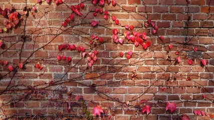 Red brick wall covered with ivy 