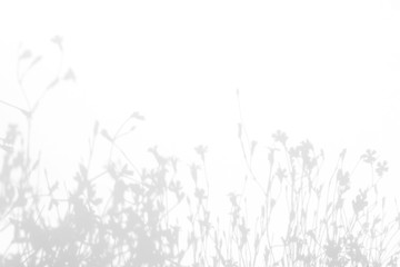 Overlay effect for photo. Gray shadows of the delicate grass and flowers on a white wall. Abstract...