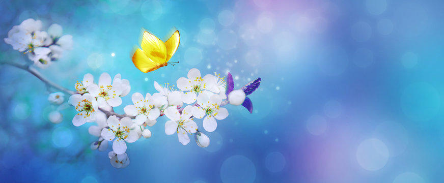 Beautiful branch of flowering apricot tree with yellow butterfly in blue or violet spring light background macro. Blue neon color image nature. Banner with copy space.