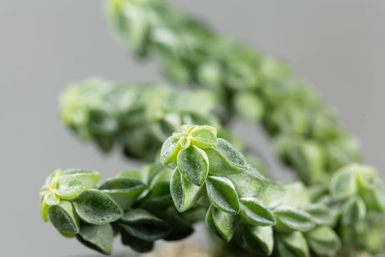 Macro photo of the radiator plant Peperomia columella