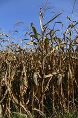 Maisfeld mit Maiskolben kurz vor der und während der Ernte