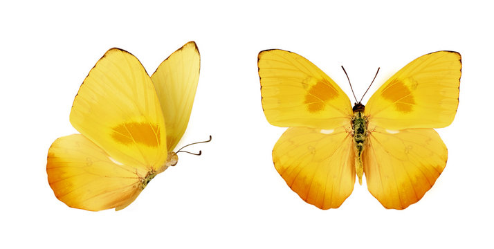 Two beautiful yellow butterflies Phoebis philea isolated on white background. Butterfly with spread wings and in flight.