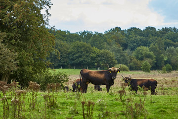 rinderherde