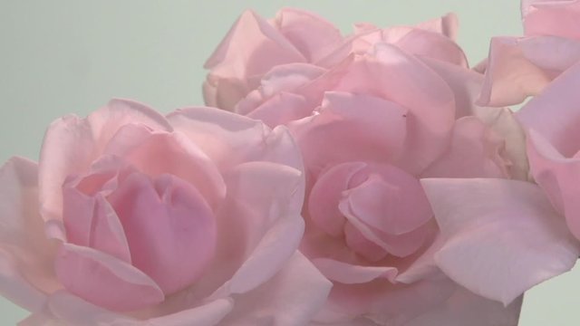 pink roses bloom in time lapse
