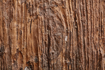 Obraz premium maserung hartholz