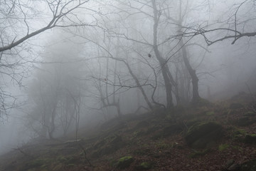 foggy weather in the forest