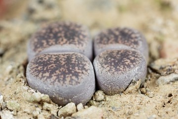 Living stone plants, Lithops lesliei, from the Kimberley area in South Africa, C-14 region.