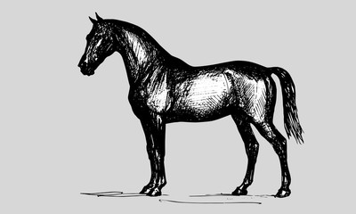 quietly stands a beautiful horse, graphics, monochrome drawing pen isolated on colored and white background