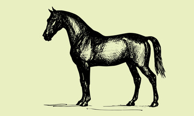 quietly stands a beautiful horse, graphics, monochrome drawing pen isolated on colored and white background
