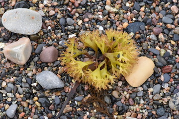 Kelp Flower in Colourful Pebbles