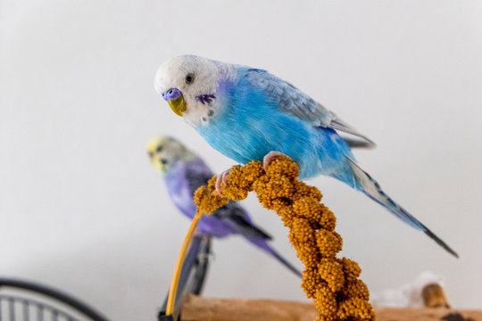 blue budgie eats millet plunger
