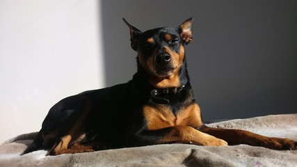  black doberman in the sun