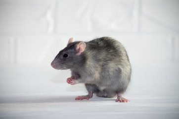 Gray little blue and gray rat sits and afraid on a white floor with a brick wall, sniffs the air, symbol of new year 2020