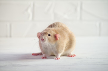 Light brown little rat sits on a white floor with a brick wall, symbol of new year 2020, with copyspace