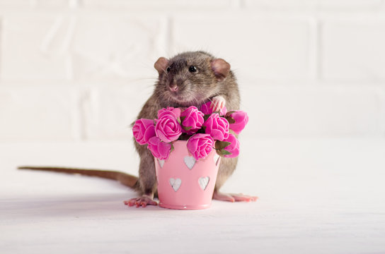 Gray rat dambo with funny ears sits on a white background near a bucket with pink flowers, a concept for a spring or woman day and for greeting card with copyspace