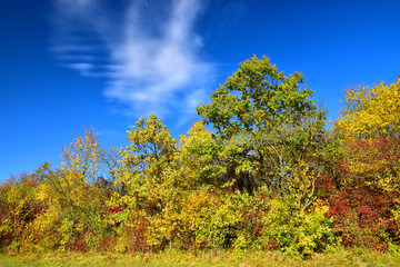 Colorful autumn nature blue sky background 