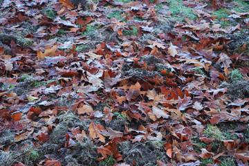 Foggy autumn leaves on the ground