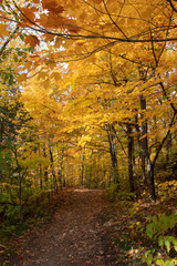 Les couleurs d'automne