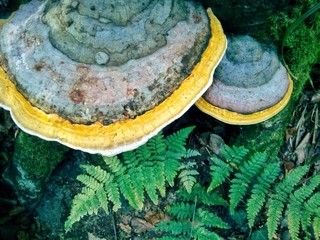Polypores. Also called bracket fungi, and their woody fruiting bodies are called conks
