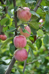 Apples ripen on a tree branch