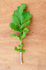 Turnip Leaf