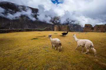 Ruins of the village of Pumamarka (Puma Marka) and llamas. Peru. - obrazy, fototapety, plakaty