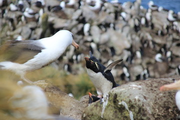 Streitender Albatross und Pinguin - Falklandinseln