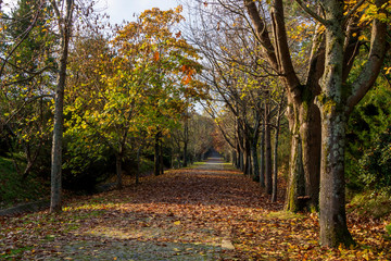 Fall colours in Istanbul,Turkey. Ataturk Arboretum autumn view. 