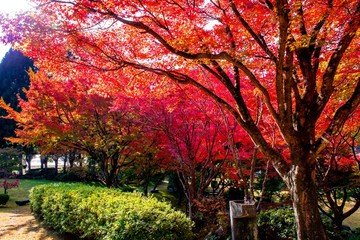 渓石園の紅葉