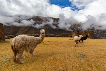 Ruins of the village of Pumamarka (Puma Marka) and llamas. Peru.