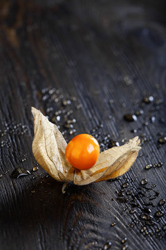 single physalis fruit on dark wet background. shallow depth of field, place for text