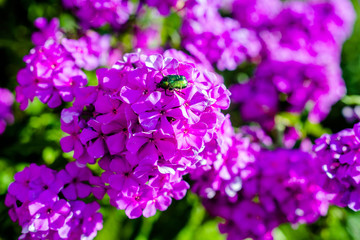 Obraz premium Phlox paniculata is growing in the country garden