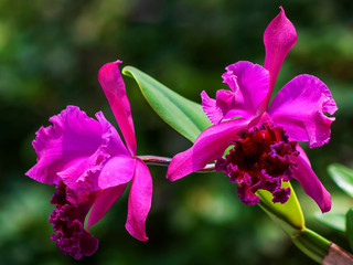 Orquídea IMG_0416