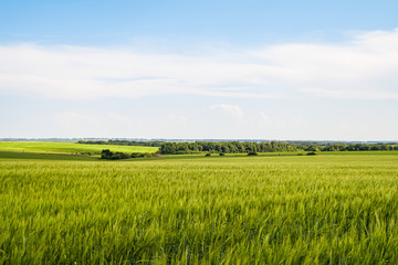 Green rye fields at a bright sunny summer day. Plain under a cloudy sky. Typical agricultural landscape of Belgorod reggion, Russia.