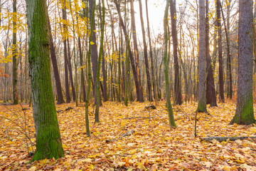 Obraz premium Late autumn season at the forest with the ground full of fallen yellow leaves.
