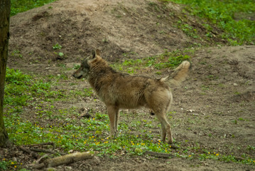 Male of the Canis lupus (grey wolf).