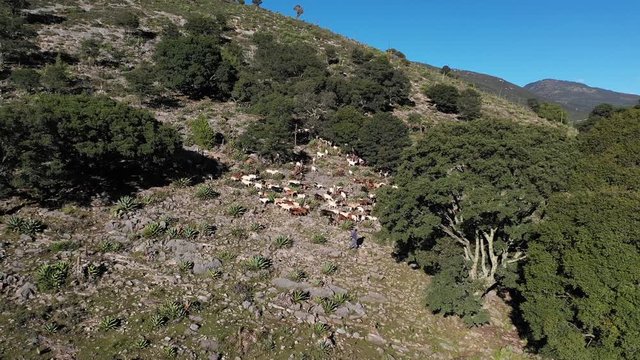 Herd of goats on pasture in Mexico, Central America. Animals in nature by drone. Camera moving forward.