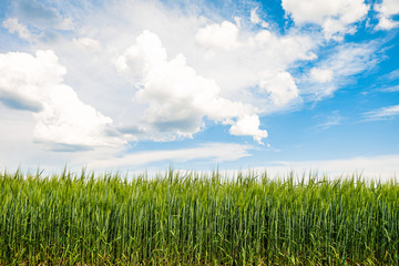 Green rye ears ripening under the bright blue summer sunny sky on horizon