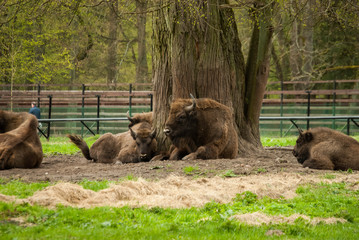 Male of the European bison (Bison bonasus) or the European wood bison, also known as the wisent or...