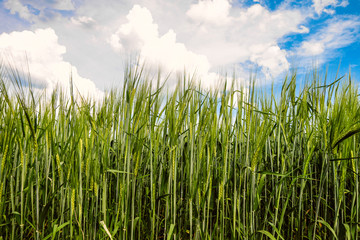 Green rye ears ripening under daylight summer cloudy blue sky