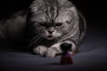 a grim Scottish cat looks at the little man